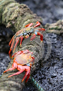 Sally Lightfoot Crabs