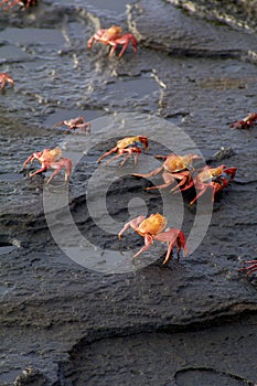 Sally Lightfoot Crabs  833334