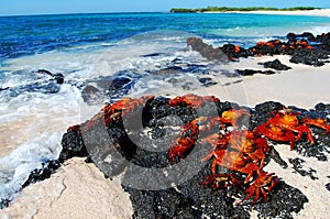 Estocada cangrejos galápagos 