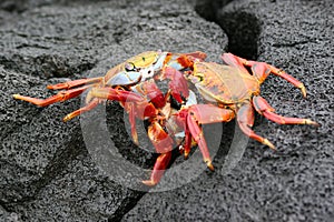 Sally Lightfoot Crabs, Galapagos photo