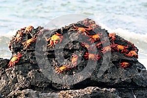 Sally Lightfoot Crabs, Galapagos