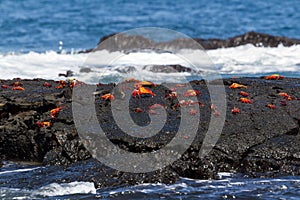 Sally Lightfoot Crabs Grapsus grapsus on a lava rock, Galapagos photo