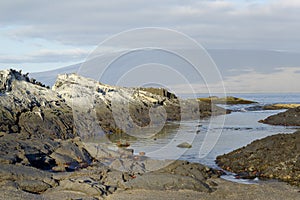 Sally lightfoot crabs on a rocky beach at Punta Espinosa, Fernandina Island, Galapagos Islands photo