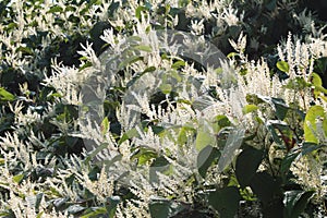 Sally rhubarb Japanese knotweed invasive species in autumn bloom