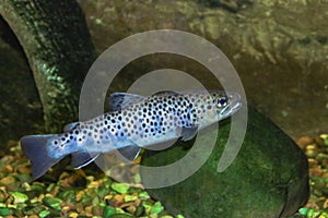 Salmo trutta fario, The River Trout or Brown Trout.