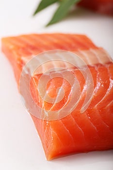 Salmon