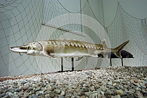 A salmon, an aquatic animal photo