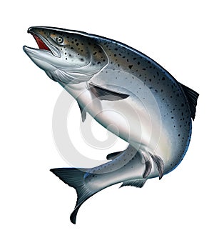 Salmon. Atlantic salmon or pink salmon on a white