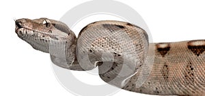 Salmon Boa constrictor, Boa constrictor