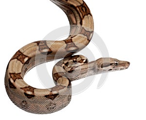 Salmon Boa constrictor, Boa constrictor