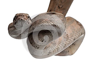 Salmon Boa constrictor, Boa constrictor