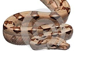 Salmon Boa constrictor, Boa constrictor