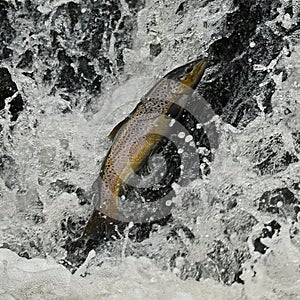 Salmon Brown Trout trying to get upstream in a river