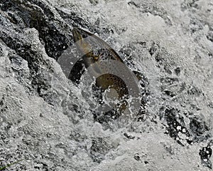 Salmon Brown Trout trying to get upstream in a river