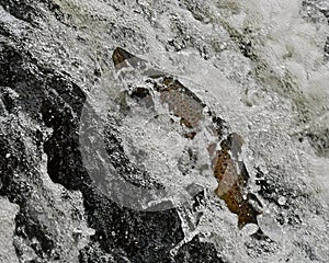 Salmon Brown Trout trying to get upstream in a river