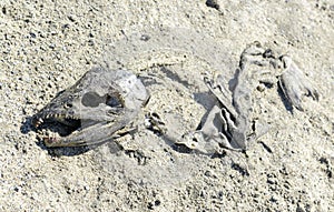 Salmon carcass in the sand