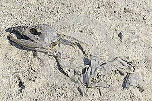 Salmon carcass in the sand