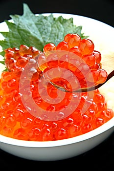 salmon caviar, Ikura