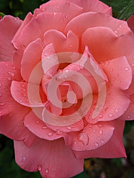 Salmon Color Fully Opened Rose With Rain Drops