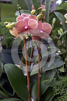 Salmon Colored Orchid Plants
