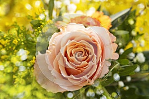 Salmon-colored rose in a bouquet in the sunshine