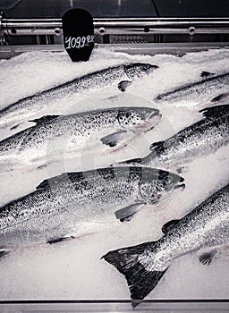 The salmon. cooled fishes in market