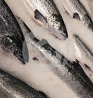 Salmon. cooled fishes in market