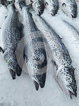 Salmon on cooled market display, closeup shot of heads