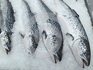 Salmon on cooled market display, closeup shot of heads