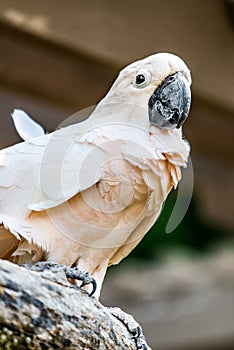 Salmon-Crested Cockatoo