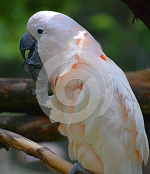 The Salmon-crested cockatoo