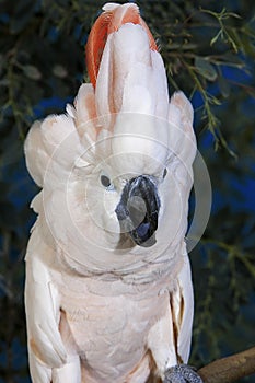 Salmon-Crested Cockatoo or Moluccan Cockatoo, cacatua moluccensis, Adult Singing