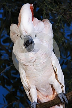 Salmon-Crested Cockatoo or Moluccan Cockatoo, cacatua moluccensis, Adult Singing