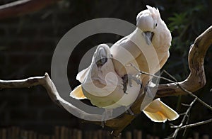 Salmon-Crested Cockatoos