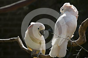 Salmon-Crested Cockatoos