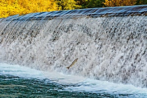 Salmon dam on the Sella river in Cangas de Onis