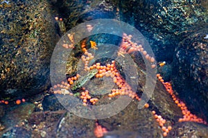 Salmon Eggs in the Adams River, BC, Canada