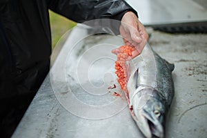 salmon eggs fishing guide filet salmon alaska river fisherman angler