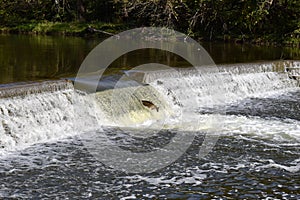 Salmon Fall Migration