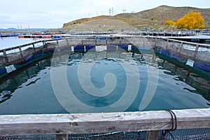 Salmon farm near Twizel, South Island, New Zealand