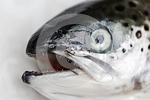 Salmon fish close up macro head with focus on sharp teaths
