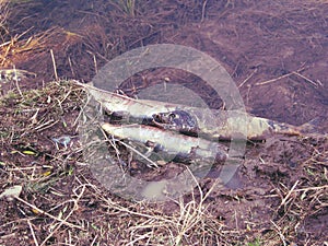 Salmon fish dead at the end of the life cycle after spawning. Russia, Primorsky Territory