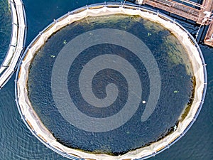 Salmon fish farm aquaculture blue water. Aerial top view