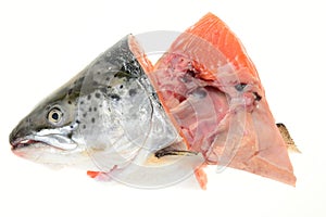 Salmon Fish Head