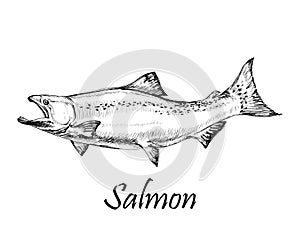 Salmon Fish Isolated Hand Drawn Vector Illustration.