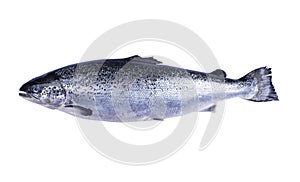 Salmon fish isolated on white background. Fresh wild salmon isolated on a white with clipping path. Fresh whole salmon. Empty spac