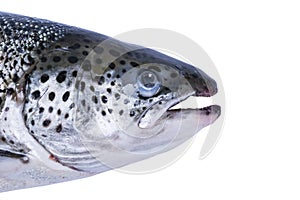Salmon fish isolated on white background. Fresh wild salmon isolated on a white. Fresh whole salmon. Empty space for text. Copy