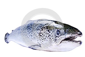 Salmon fish isolated on white background. Fresh wild salmon isolated on a white. Fresh whole salmon. Empty space for text. Copy sp