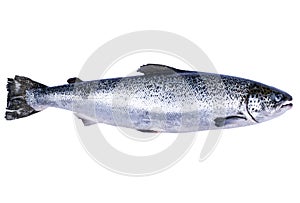 Salmon fish isolated on white background. Fresh wild salmon isolated on a white. Fresh whole salmon. Empty space for text. Copy sp photo