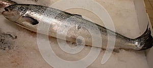 Salmon fish isolated on white without shadow